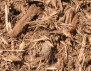 Rustic Cut Hardwood Mulch